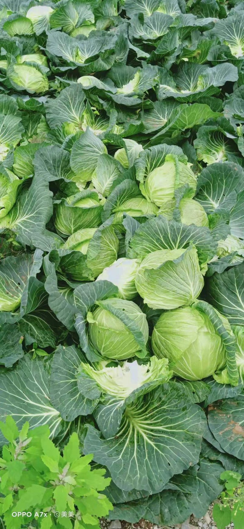 高山包菜、莲花白、量大长期有货、欢迎新老顾客光临！