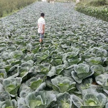 高山包菜、莲花白、量大长期有货、欢迎新老顾客光临！