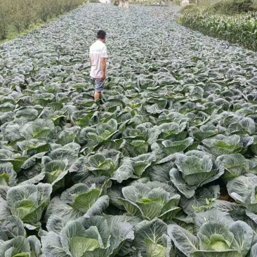 高山包菜、莲花白、量大长期有货、欢迎新老顾客光临！