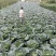 高山包菜、莲花白、量大长期有货、欢迎新老顾客光临！