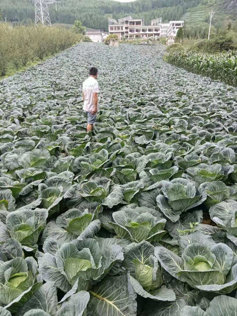 高山包菜、莲花白、量大长期有货、欢迎新老顾客光临！