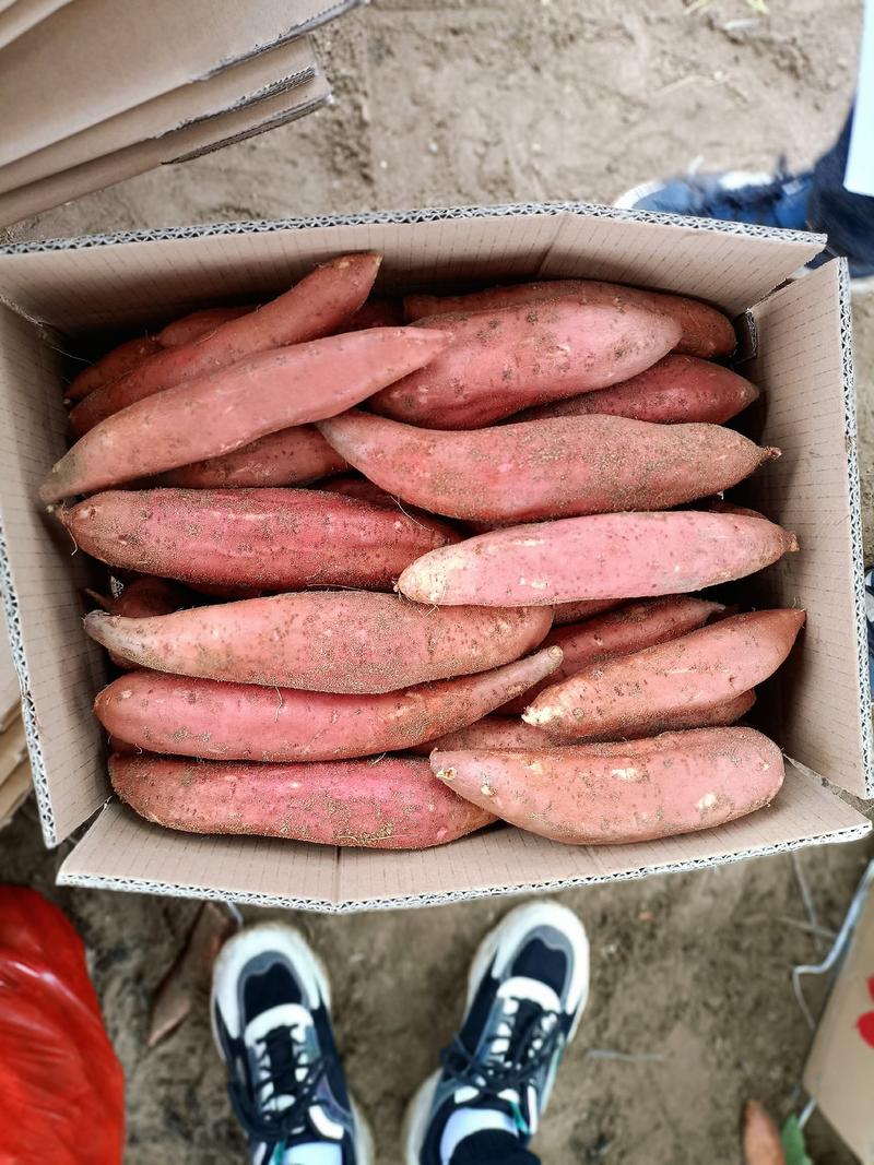 六鳌蜜薯商品薯全国各地大量供应整车，零担车，落地配
