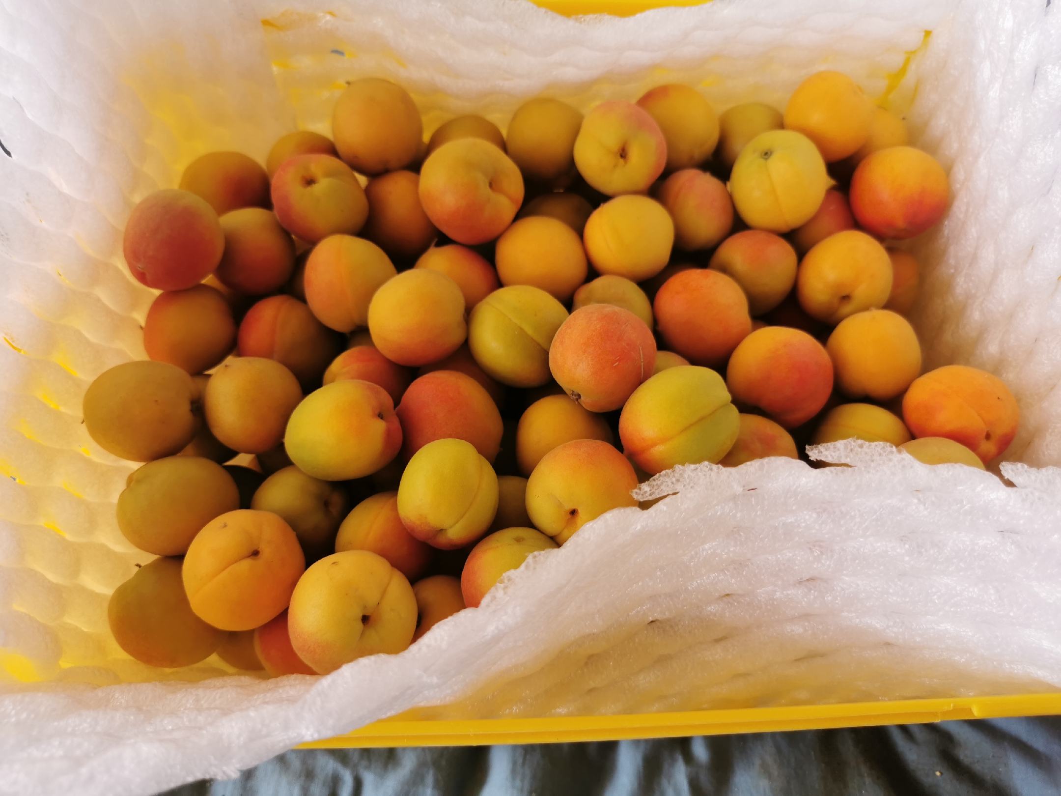 吊干杏成品特写