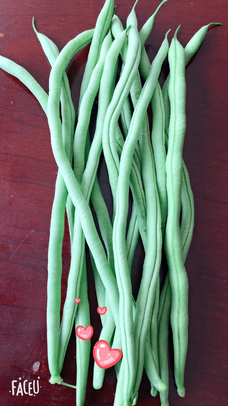 壶关旱地豆王