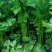 【热卖】芹菜（细中粗棵）万亩蔬菜基地！量大欢迎订购