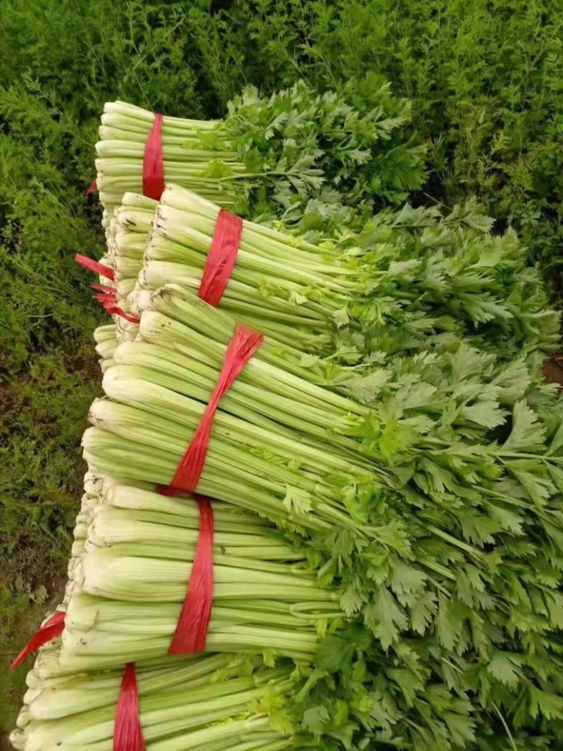 【热卖】芹菜（细中粗棵）万亩蔬菜基地！量大欢迎订购