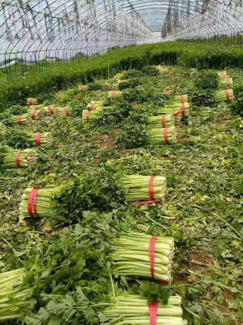 【热卖】芹菜（细中粗棵）万亩蔬菜基地！量大欢迎订购