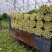 【热卖】芹菜（细中粗棵）万亩蔬菜基地！量大欢迎订购