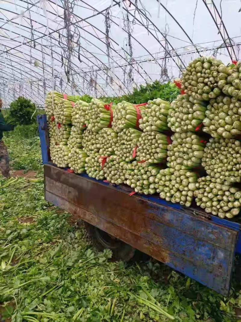 【热卖】芹菜（细中粗棵）万亩蔬菜基地！量大欢迎订购