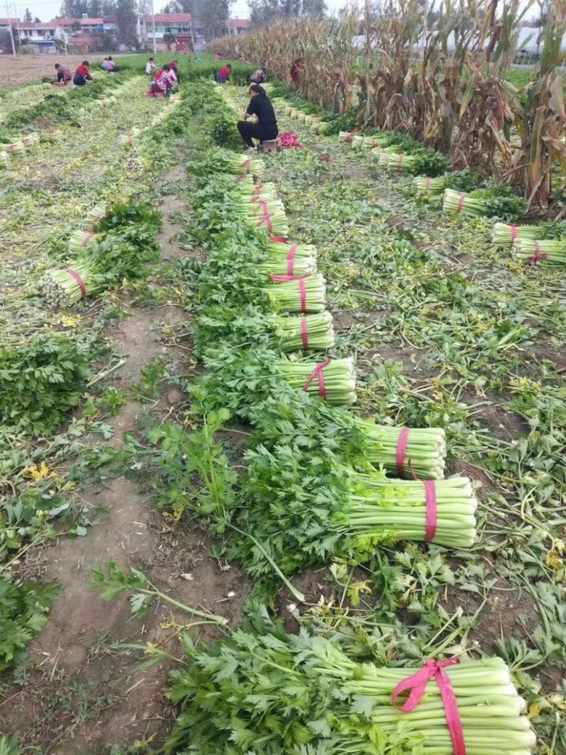【热卖】芹菜（细中粗棵）万亩蔬菜基地！量大欢迎订购