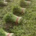 【热卖】芹菜（细中粗棵）万亩蔬菜基地！量大欢迎订购