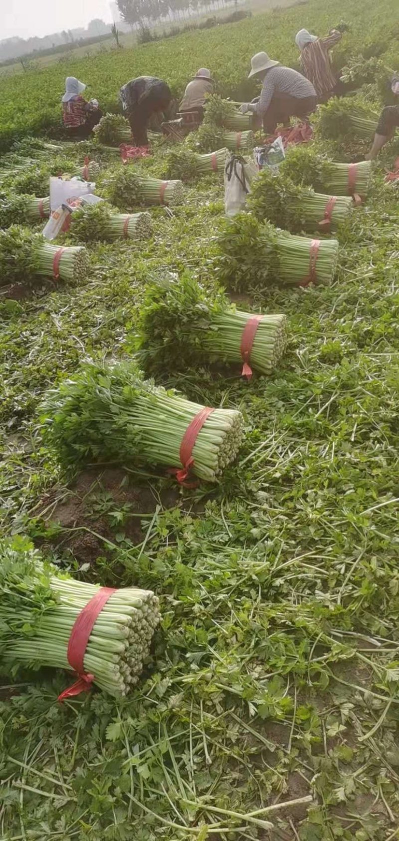 【热卖】芹菜（细中粗棵）万亩蔬菜基地！量大欢迎订购