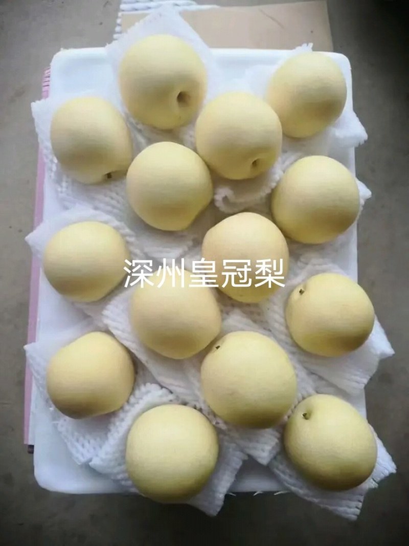 皇冠梨，净树梨，三量以上净树梨。大量有货，