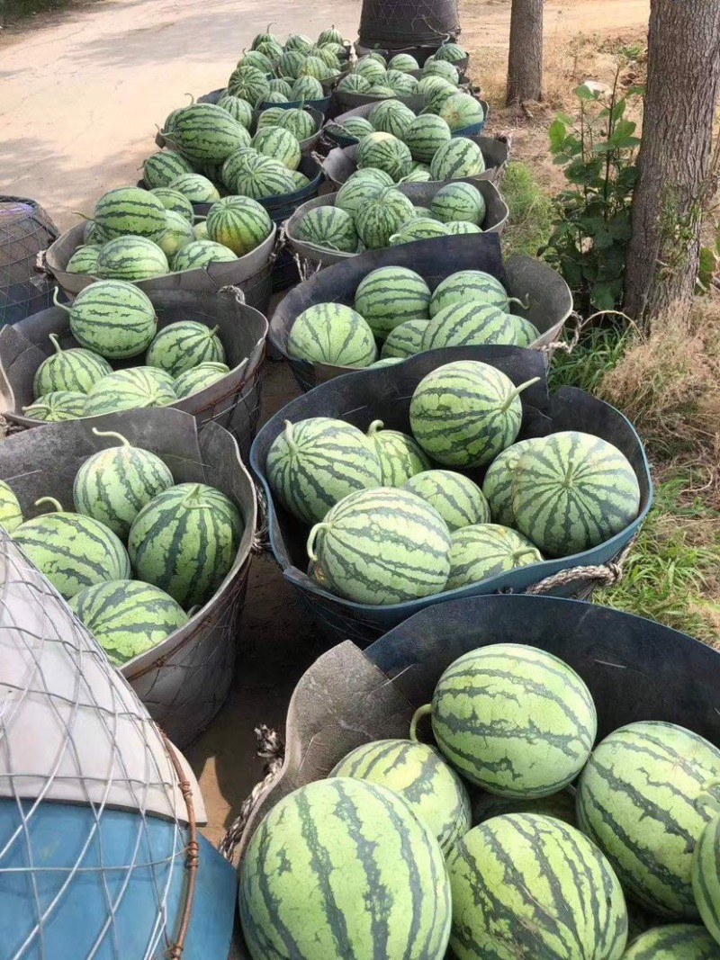 北京麒麟西瓜，本地精品二茬麒麟产地直销，火热开售中