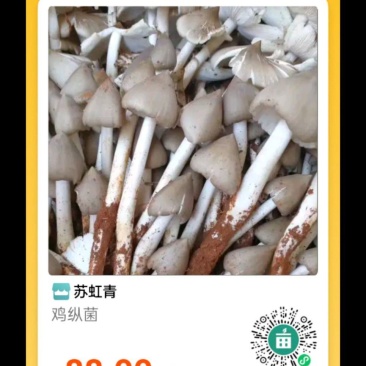 云南鸡枞菌