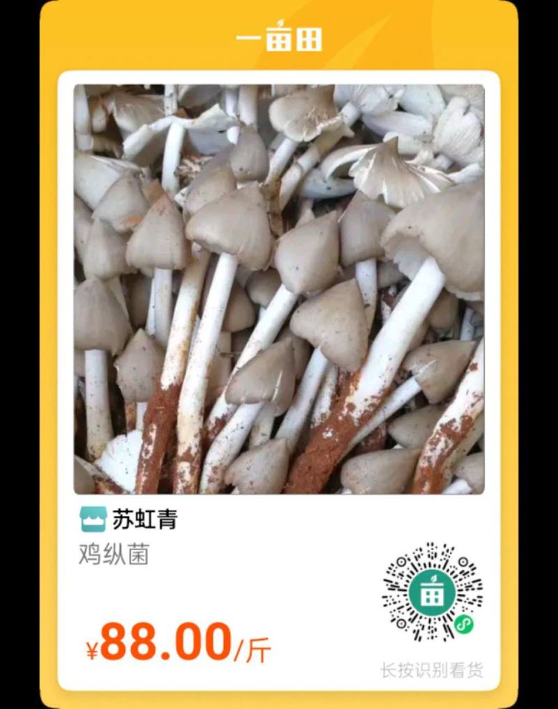 云南鸡枞菌