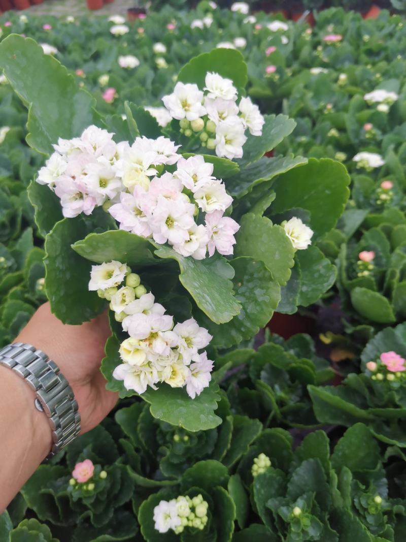 优质长寿花自家基地价格低质量好