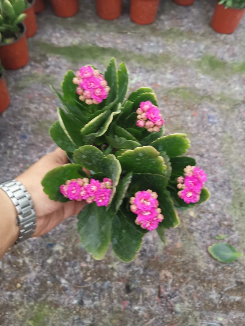 优质长寿花自家基地价格低质量好