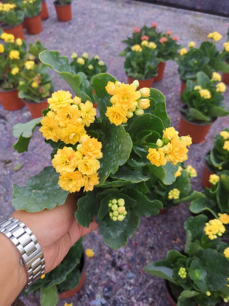 优质长寿花自家基地价格低质量好