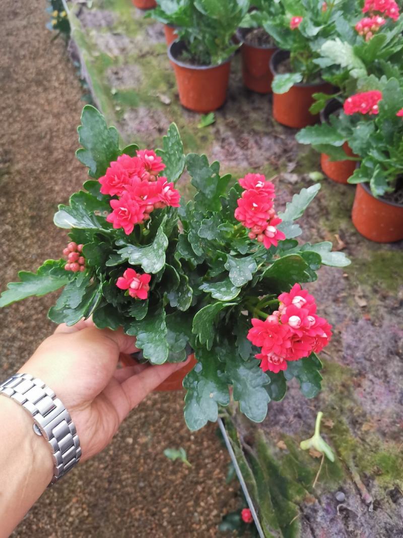 优质长寿花自家基地价格低质量好