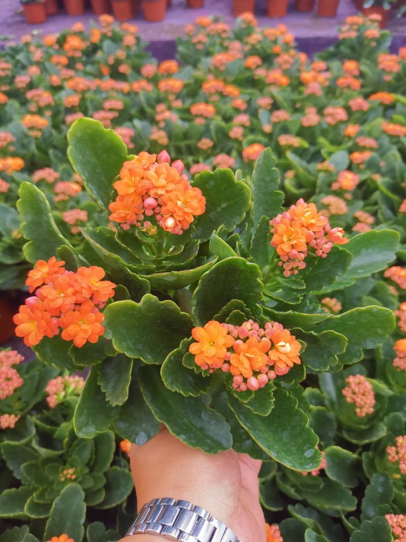 优质长寿花自家基地价格低质量好