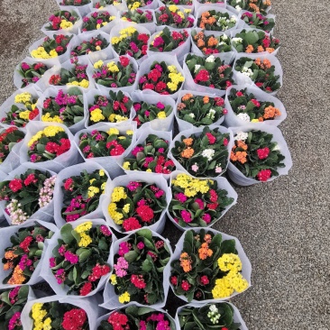 优质长寿花自家基地价格低质量好