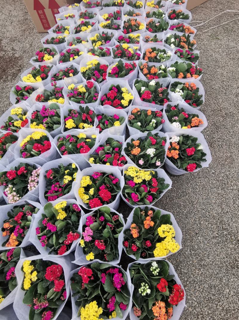 优质长寿花自家基地价格低质量好