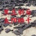 何首乌精制精选包邮产地直发2023年5月新货自家种植炮制