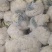 《精选》有机花菜松花菜，全国发货，量大从优价格合理