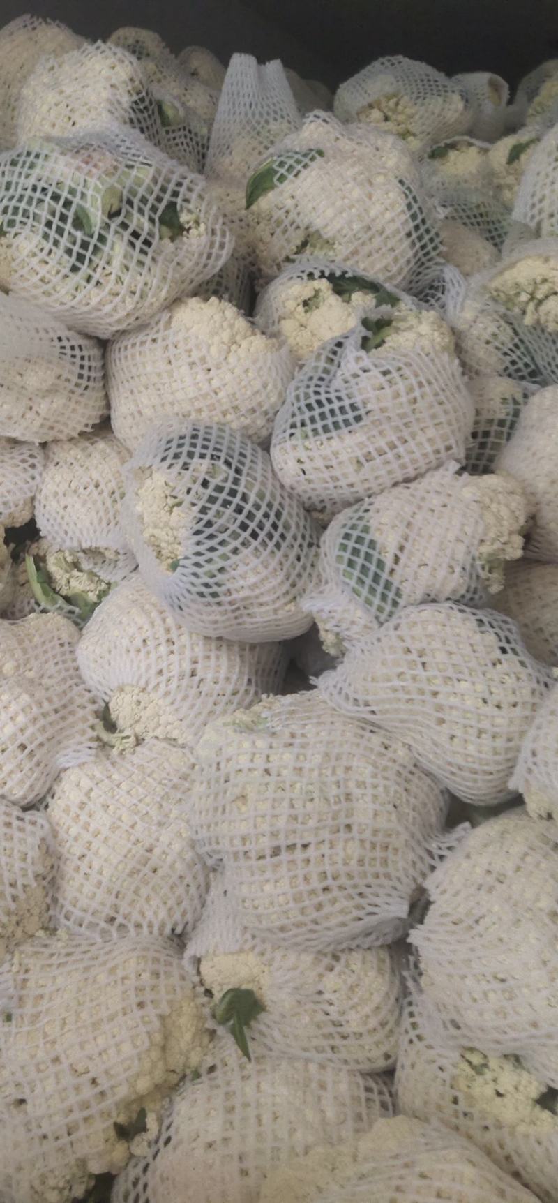 《精选》有机花菜松花菜，全国发货，量大从优价格合理