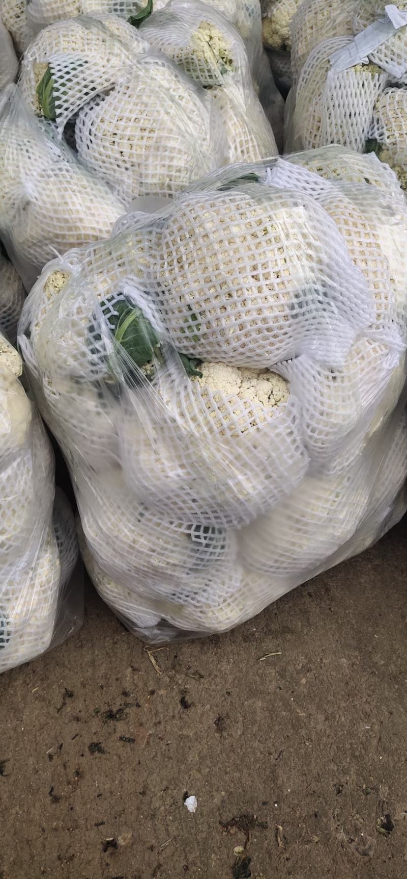 《精选》有机花菜松花菜，全国发货，量大从优价格合理