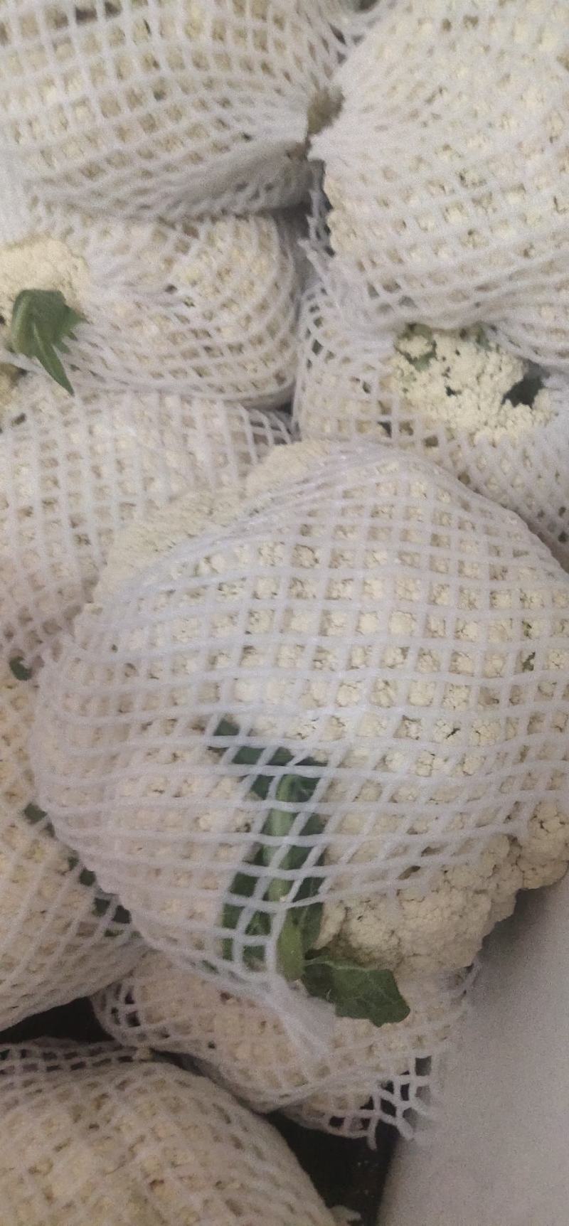 《精选》有机花菜松花菜，全国发货，量大从优价格合理