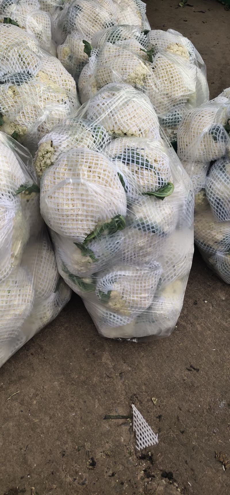 《精选》有机花菜松花菜，全国发货，量大从优价格合理
