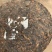 兴源版纳2019年易武老树熟茶普洱茶357g饼茶