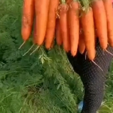 胡萝卜