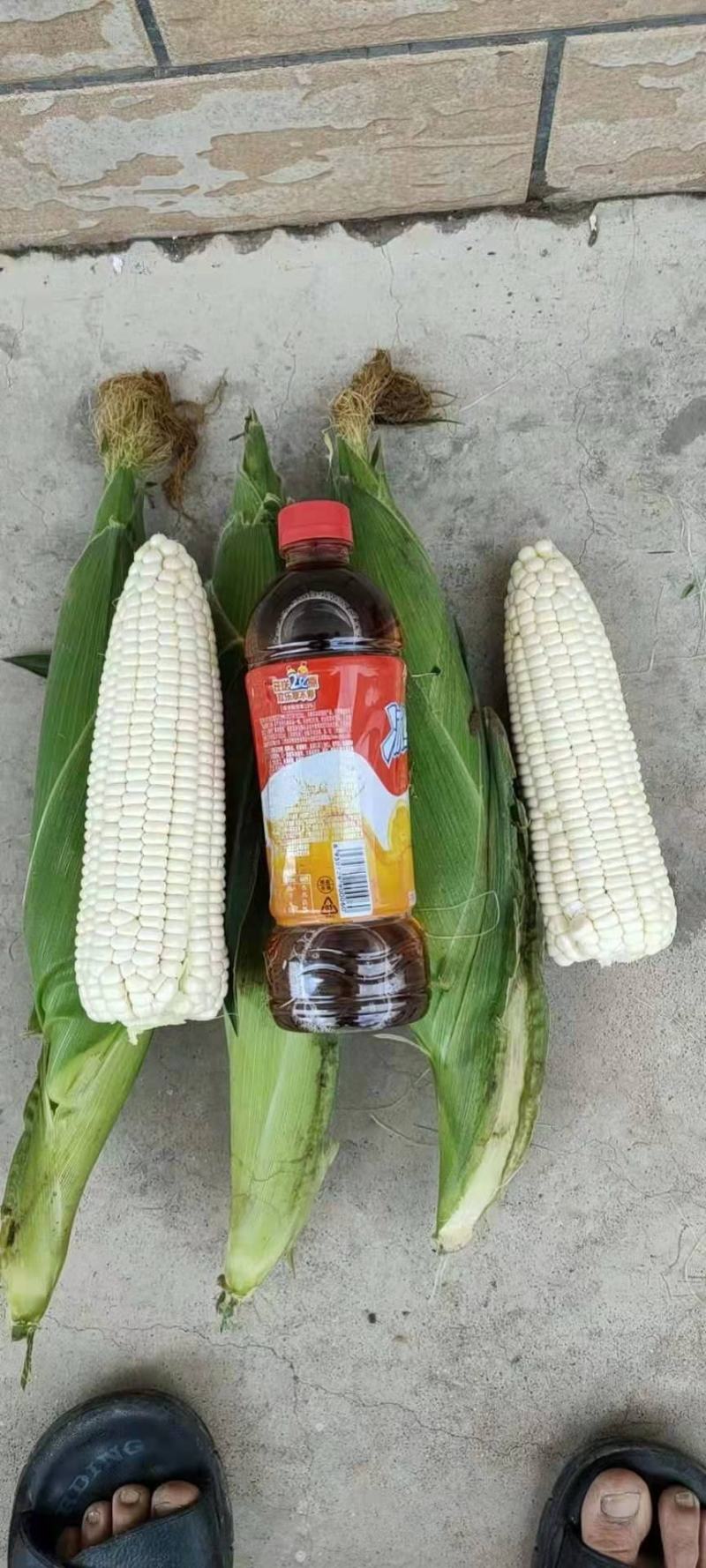 糯玉米
