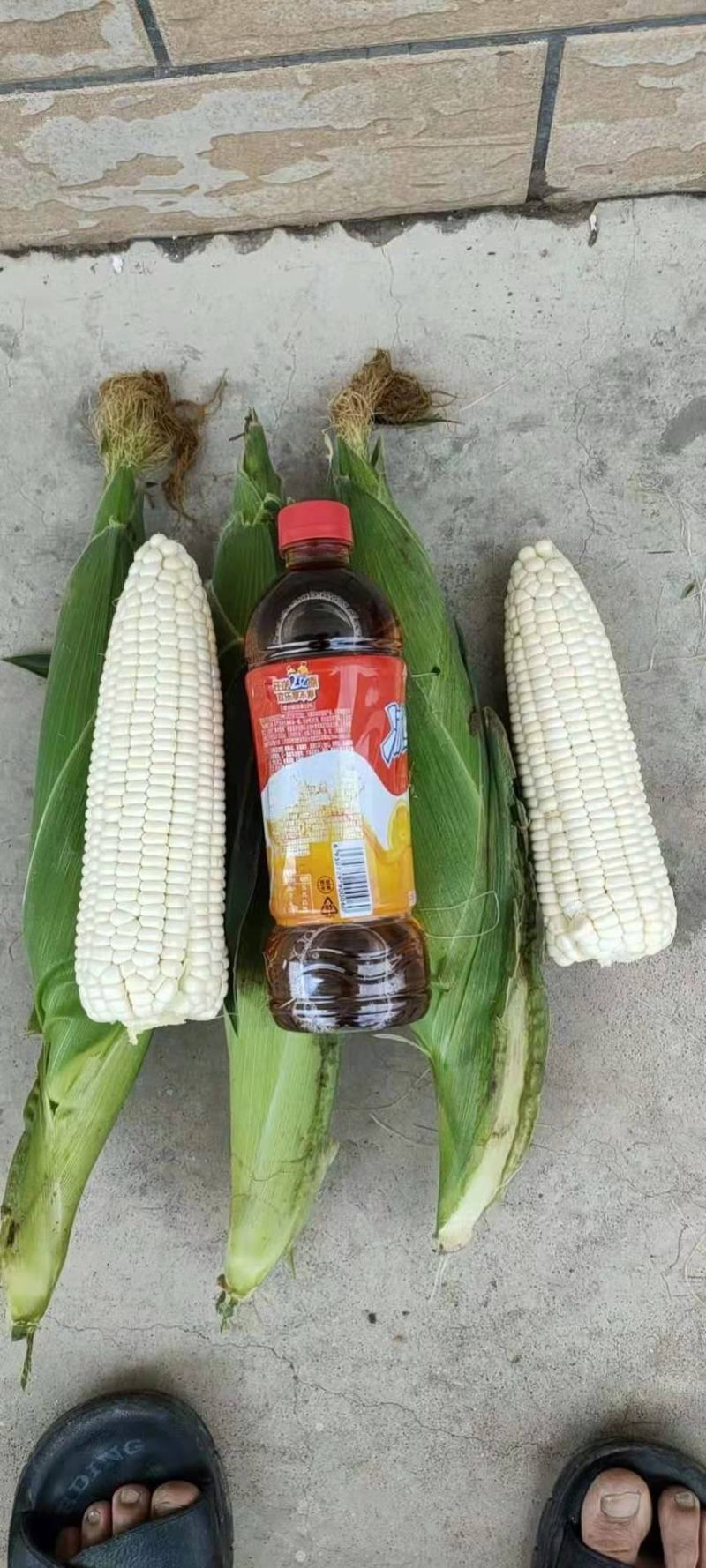 糯玉米