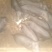 仔猪