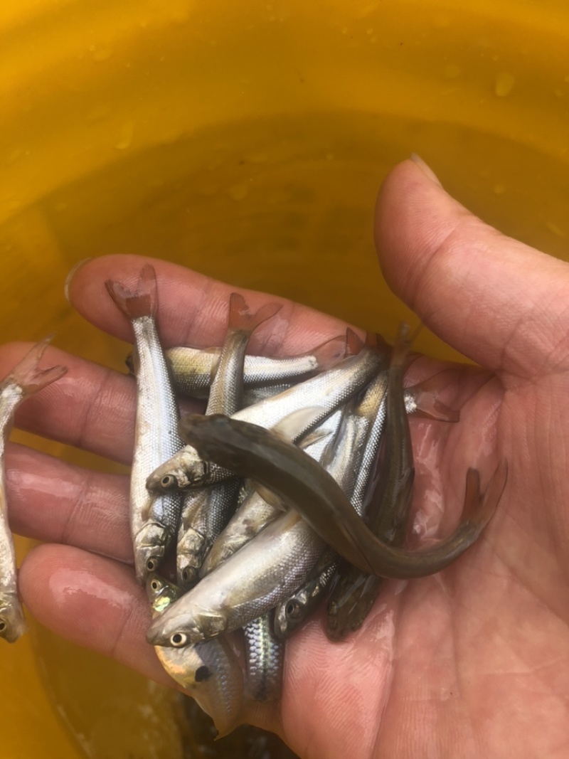 鳕鱼苗，优质鳕鱼苗，基地直供，可送货上门可基地自提