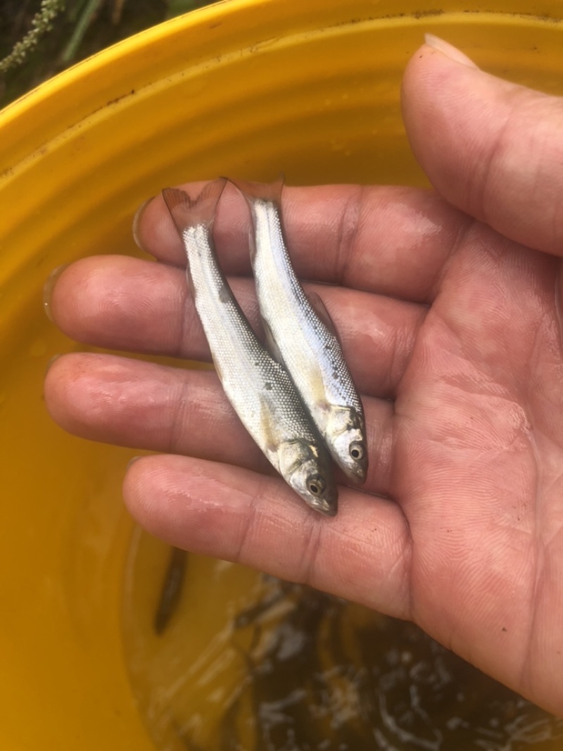 鳕鱼苗，优质鳕鱼苗，基地直供，可送货上门可基地自提