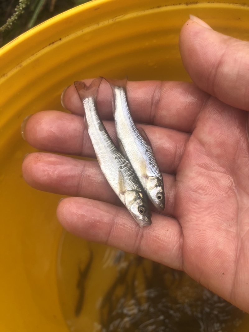 鳕鱼苗，优质鳕鱼苗，基地直供，可送货上门可基地自提