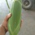 水果玉米泰系品种质量好个头大颜色绿代发全国