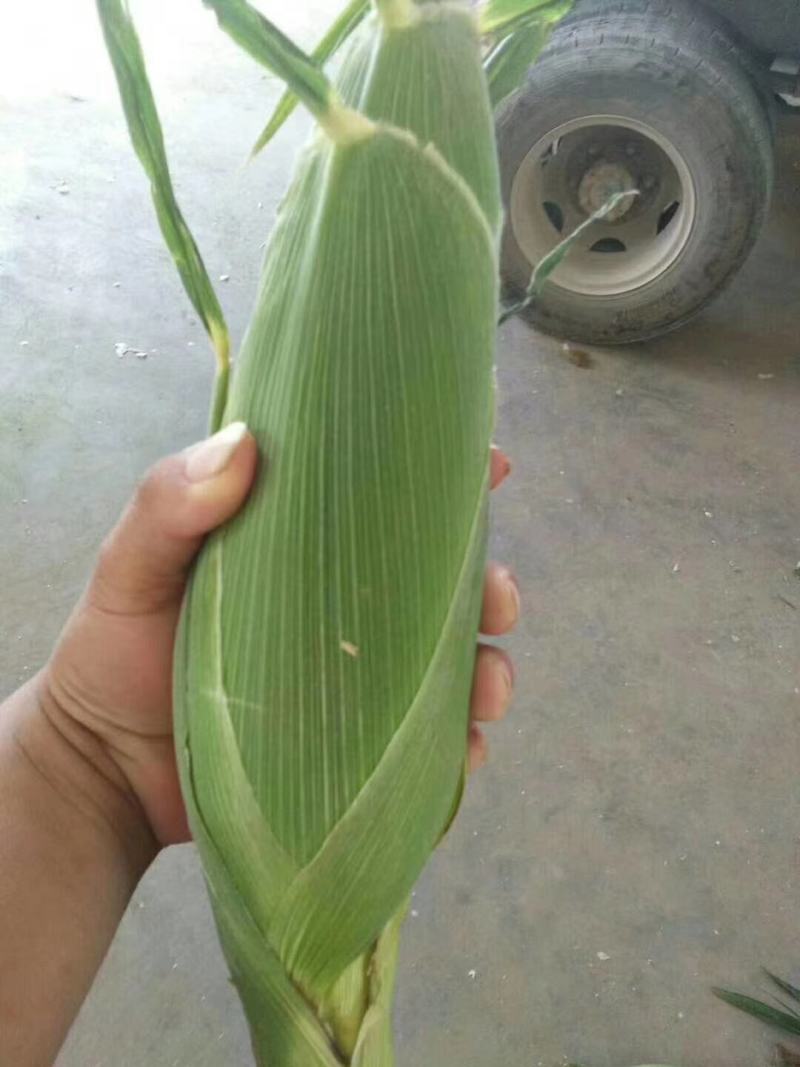 水果玉米泰系品种质量好个头大颜色绿代发全国