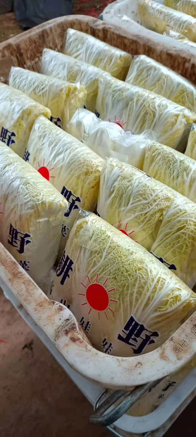 【热卖】云南昭通娃娃菜，量大质优，欢迎咨询