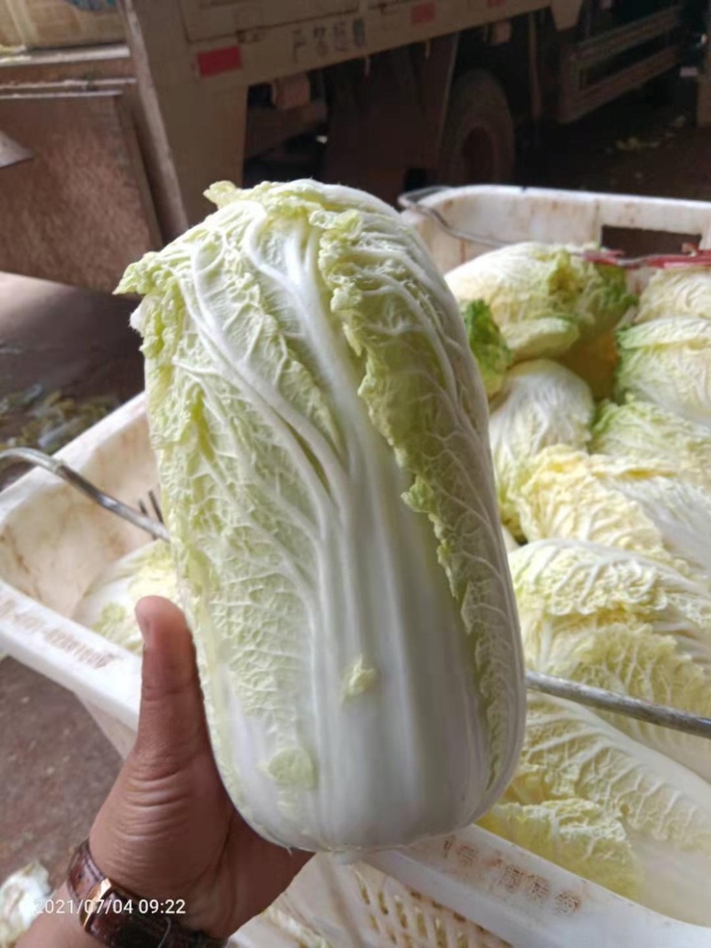 【热卖】云南昭通娃娃菜，量大质优，欢迎咨询