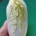 【热卖】云南昭通娃娃菜，量大质优，欢迎咨询