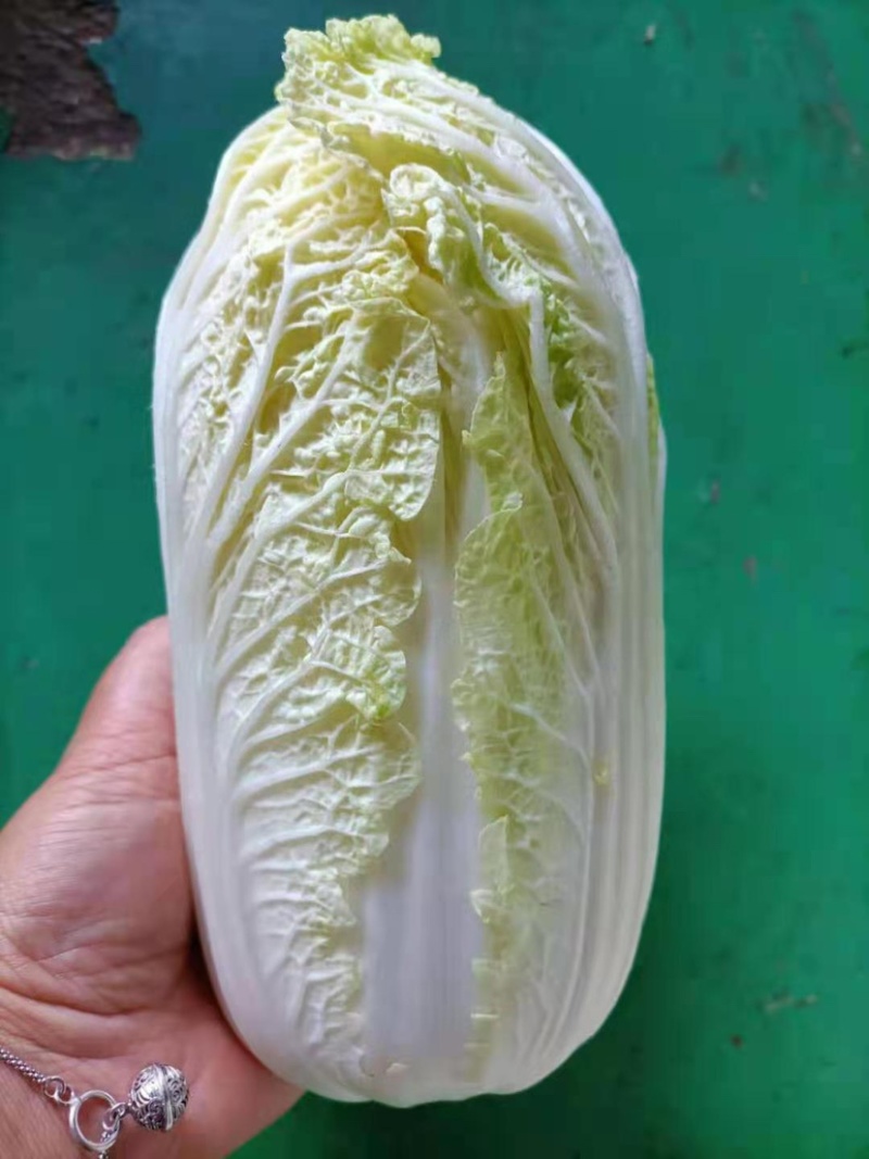 【热卖】云南昭通娃娃菜，量大质优，欢迎咨询