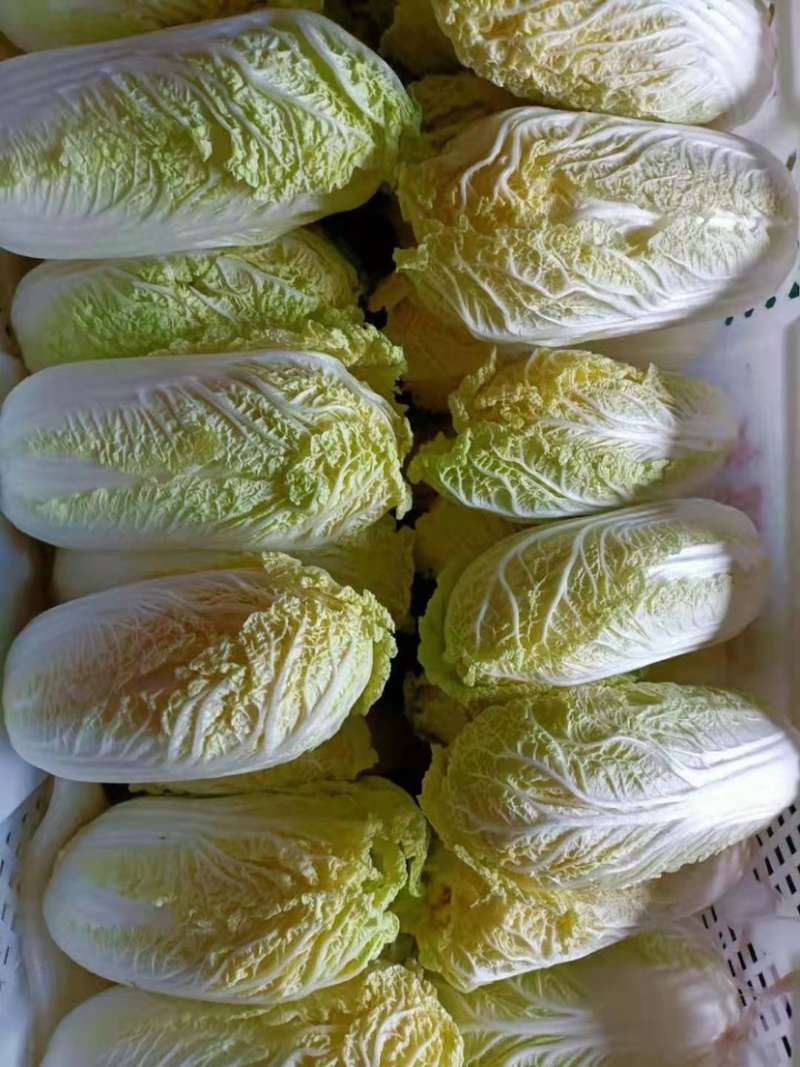 【热卖】云南昭通娃娃菜，量大质优，欢迎咨询