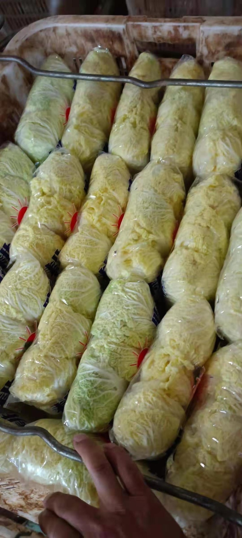 【热卖】云南昭通娃娃菜，量大质优，欢迎咨询