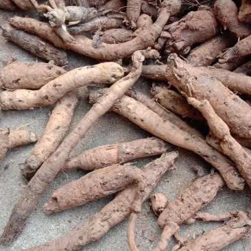 野生川仙茅含量高超药典标准包邮